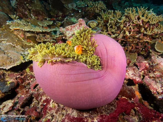 Palau Underwater Life Palau Underwater Life