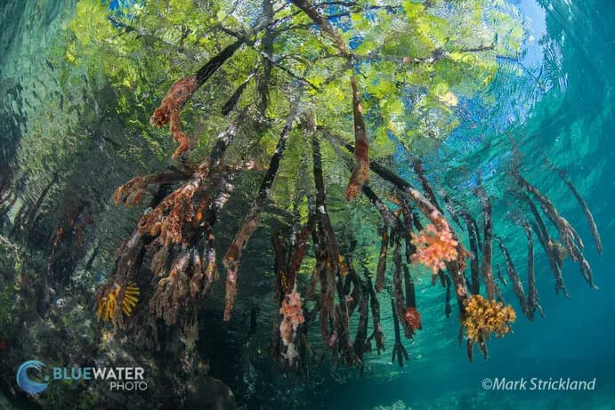 Mangrove roots underwater Mangrove roots underwater