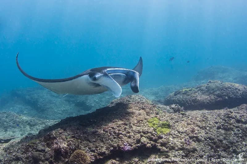 Manta ray in Bali Manta ray in Bali