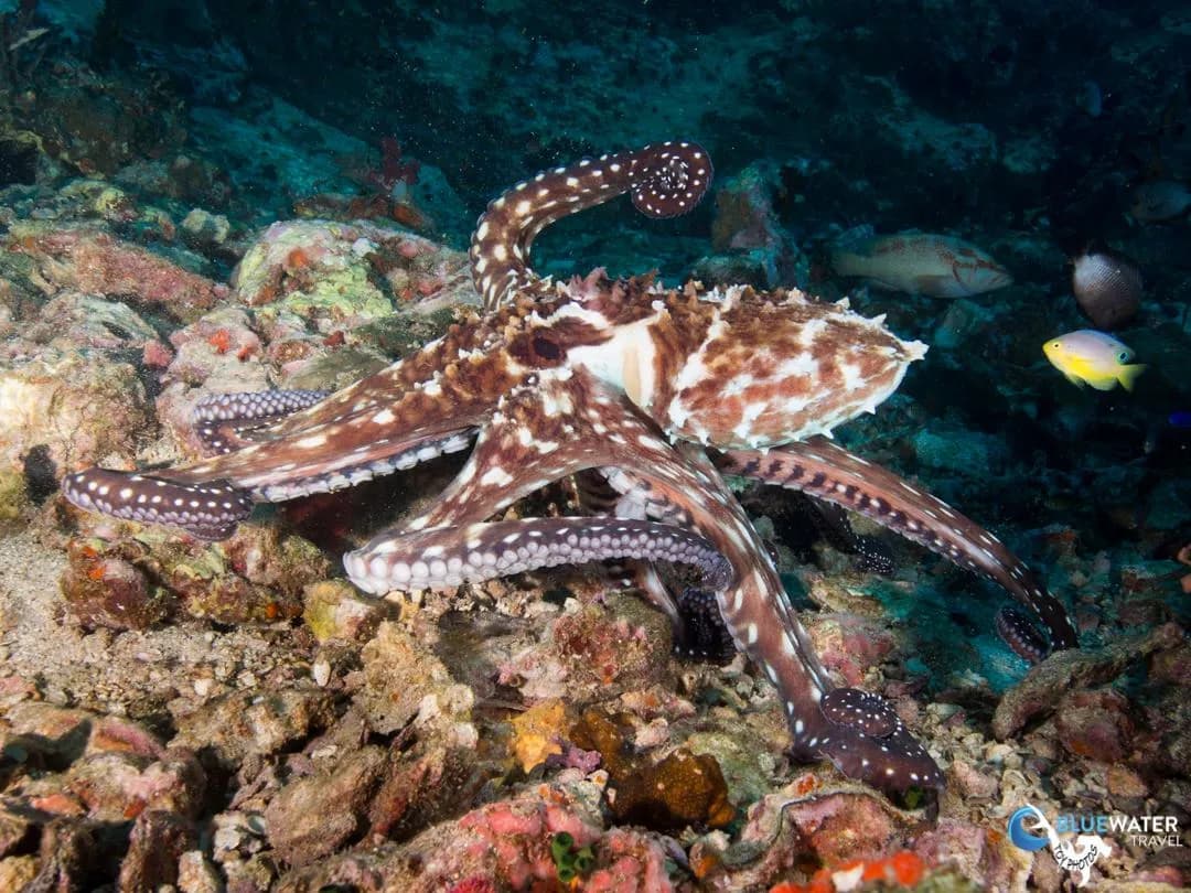 An octopus An octopus