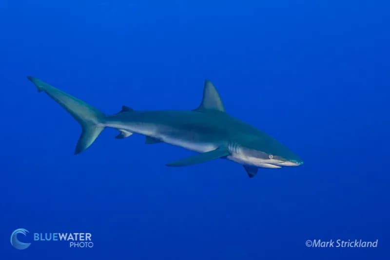 Socorro Islands diving Socorro Islands diving