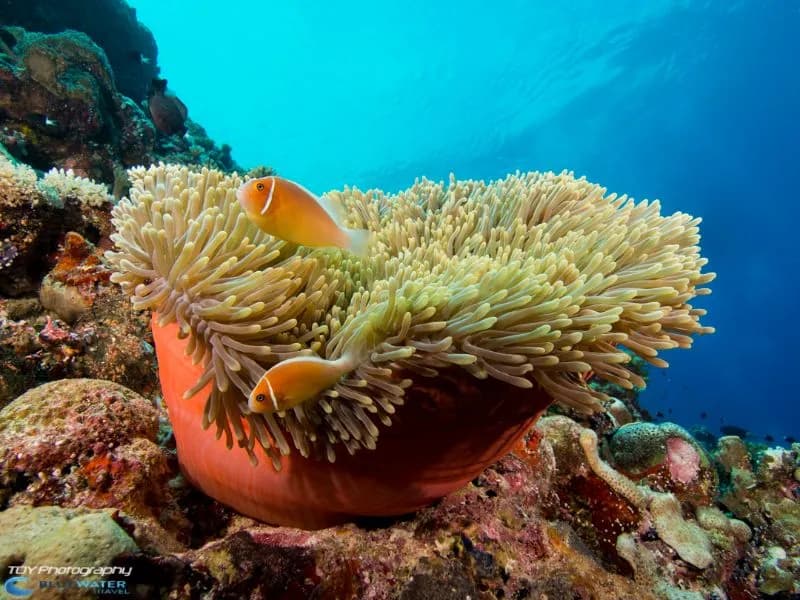 Scuba Diving Micronesia