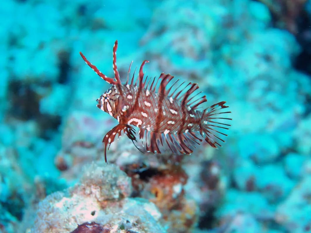 scuba diving in kona