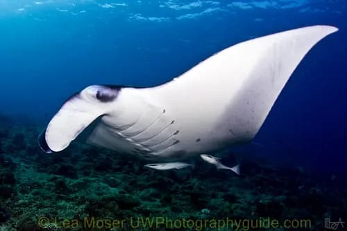 Manta ray in the Maldives