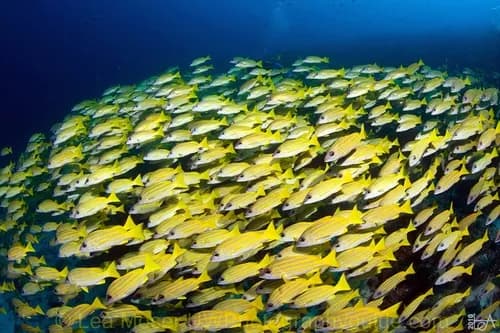 School of fish in the Maldives