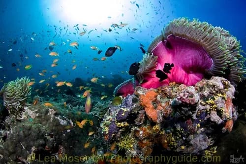 A coral reef in the Maldives