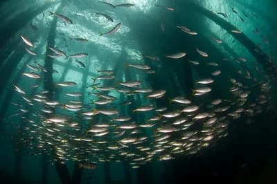 A school of fish under a pier in Australia