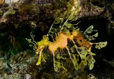 A leafy sea dragon underwater in Australia