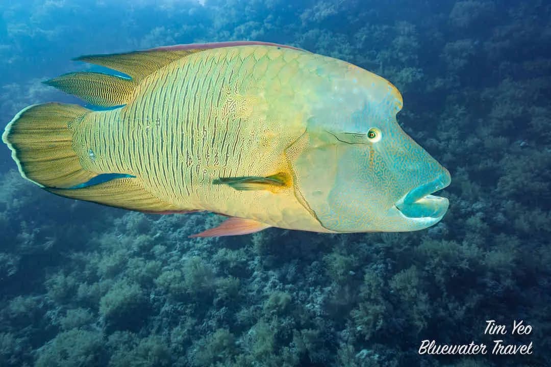 large fish swimming in the red sea