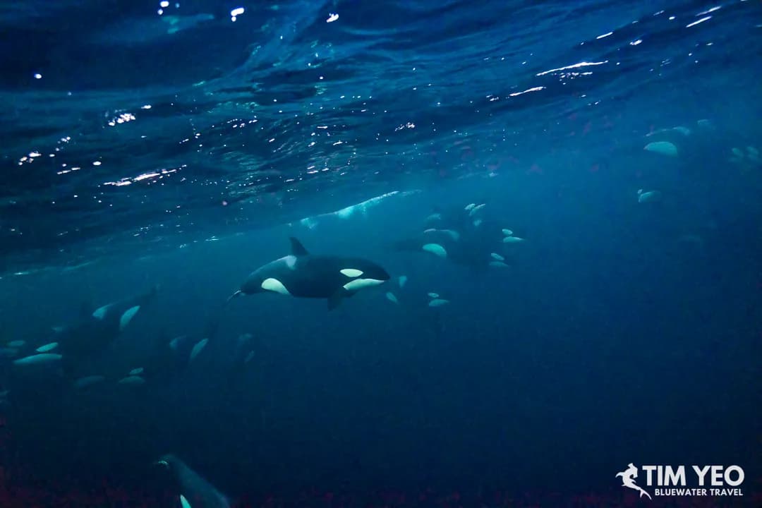 A pod of orcas swims in Norwegian waters.