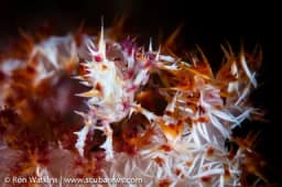 Papua New Guinea Papua New Guinea