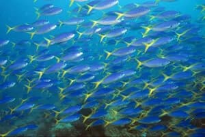 A school of yellowtail fusiliers in Papua New Guinea.