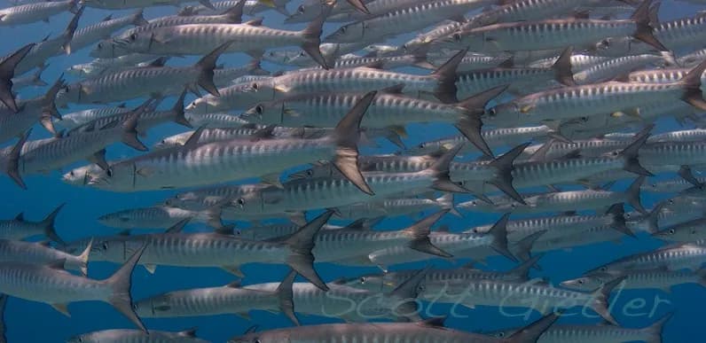 A school of barracuda in Sipadan