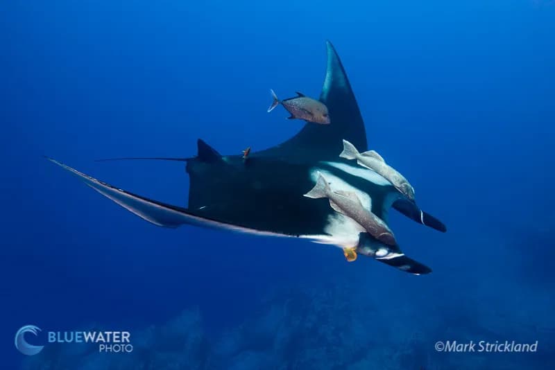 Manta ray in Socorro Island