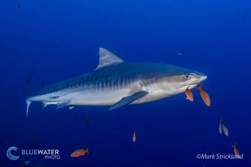 scuba diving Socorro