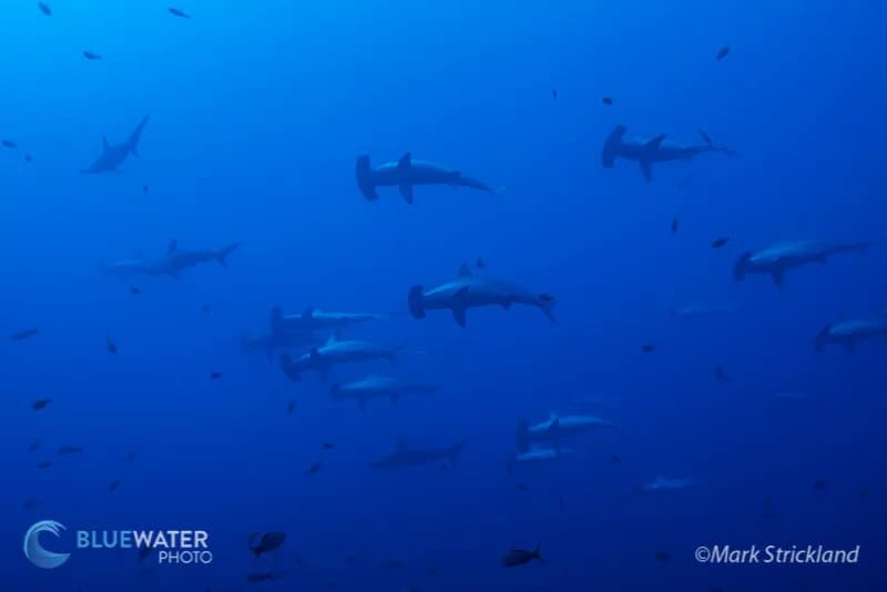 Hammerhead sharks in Socorro Island