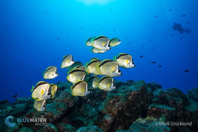 socorro island diving