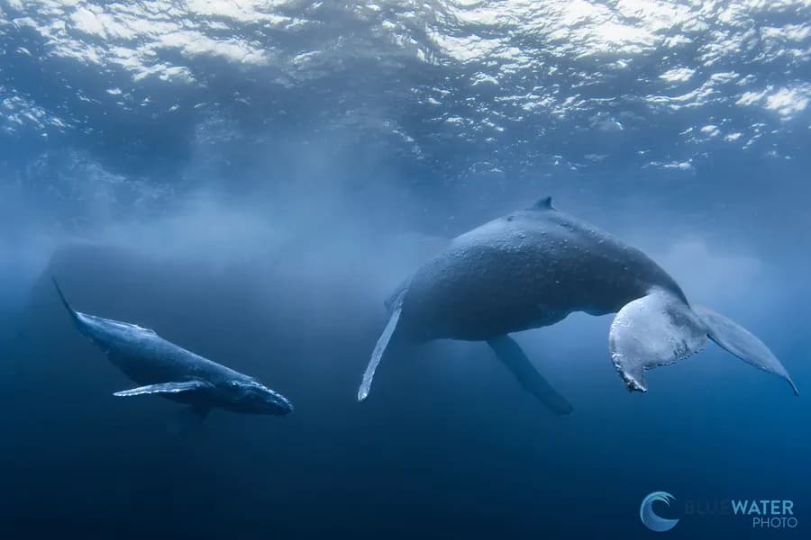diving in socorro island