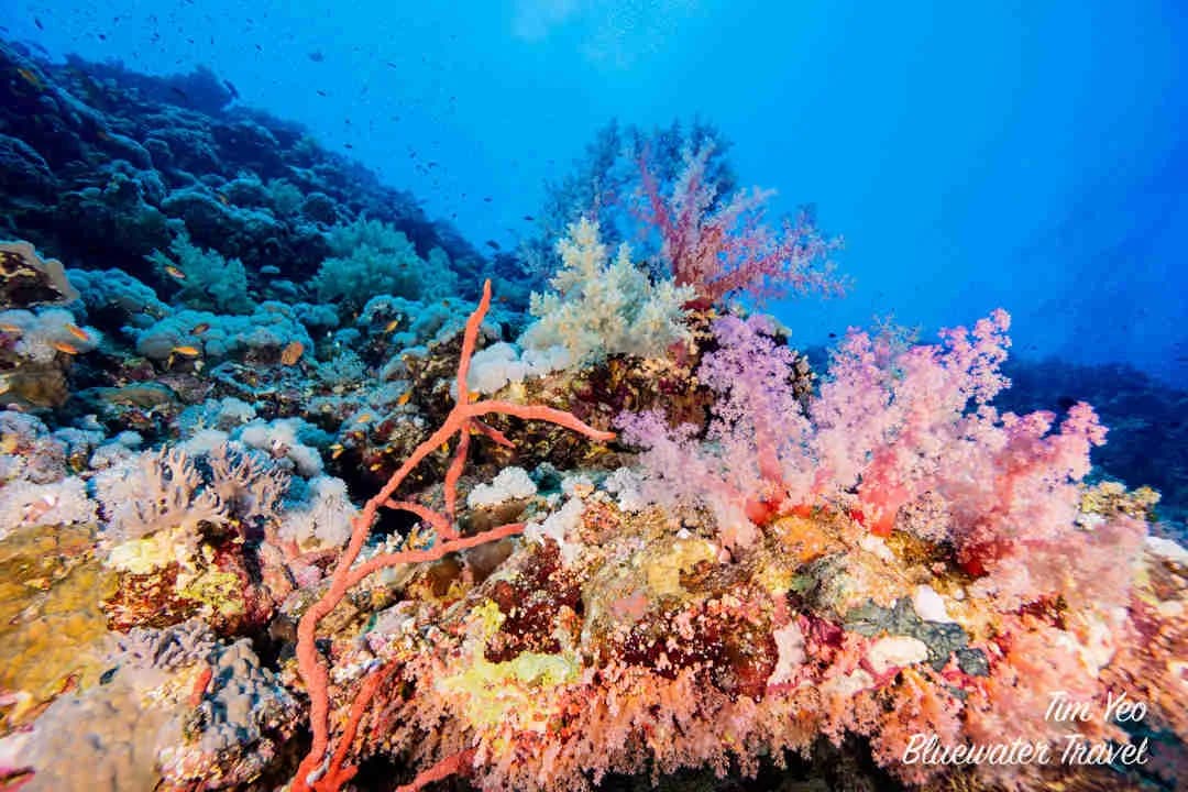 red sea scuba diving