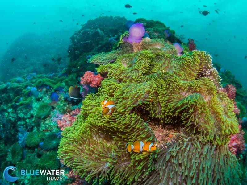 Clownfish in their anemone at a Thailand dive site.