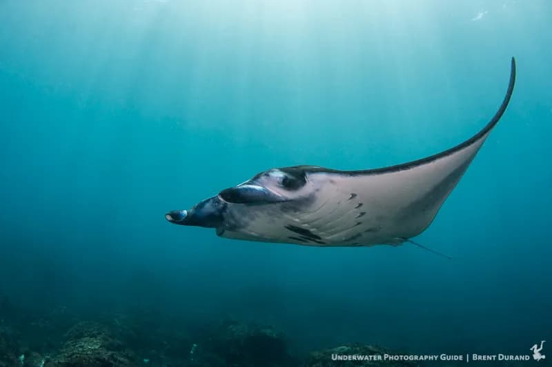 manta ray