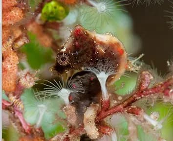 A seahorse at a dive site in Lembeh.