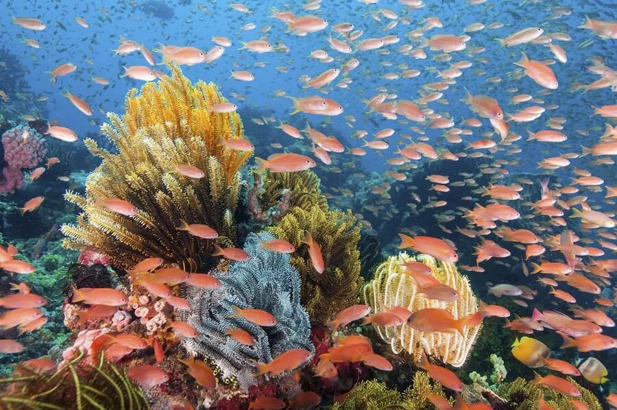 A school of fish swim in front of vibrant corals