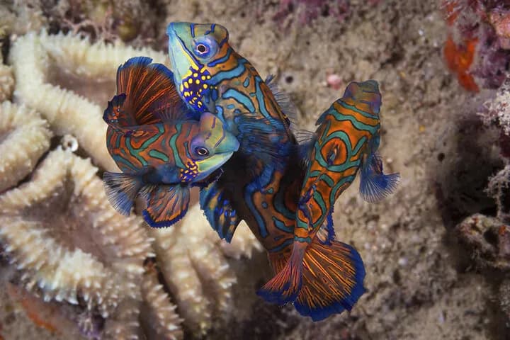 Mandarinfish tangles together as they swim