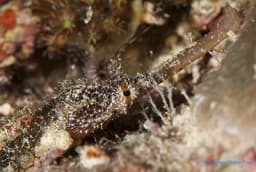 Cebu And Bohol Cebu And Bohol