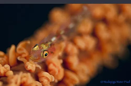 Scuba diving Philippines