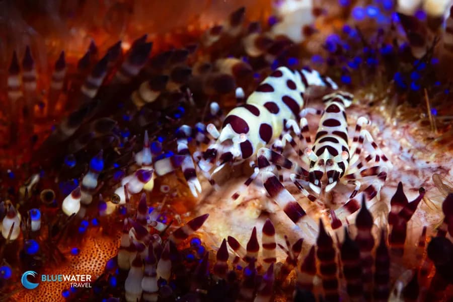 Coleman shrimp in duaguete