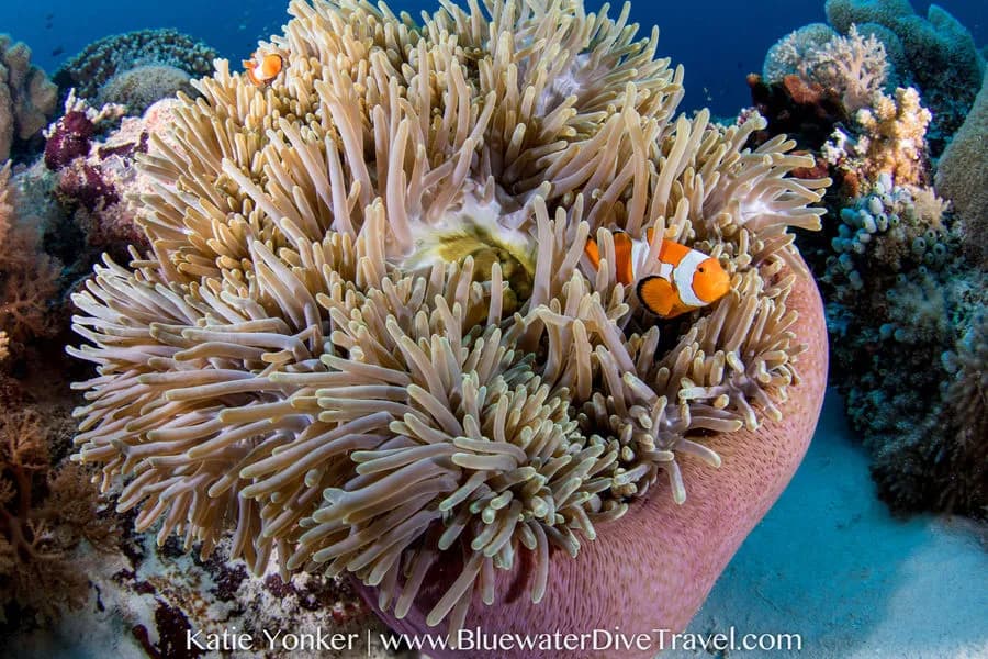 Anemone fish in Tubbataha Reef