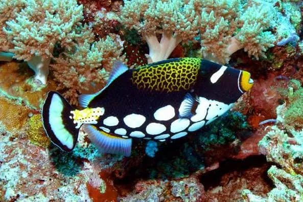 A clown trigger fish in Tubbataha Philippines