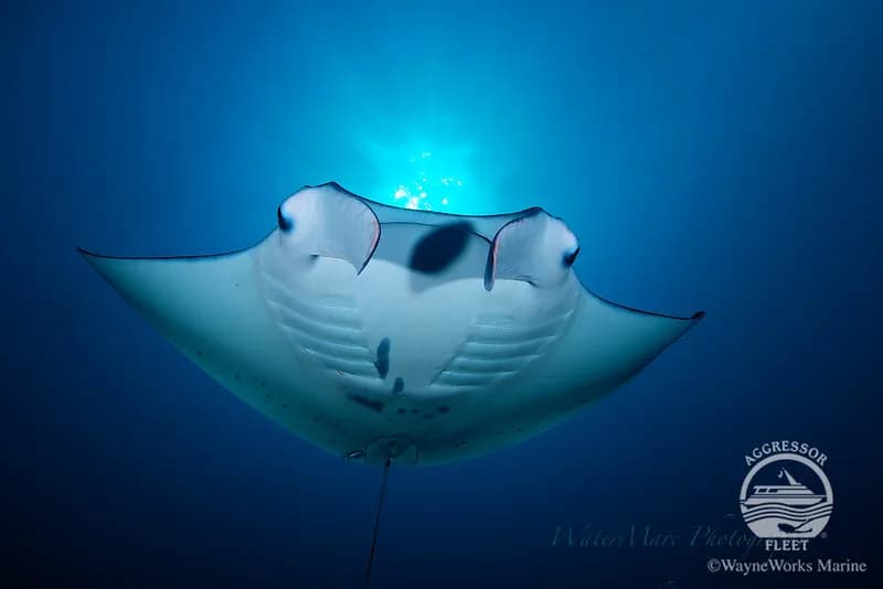 A manta ray swims through the waters of Palau