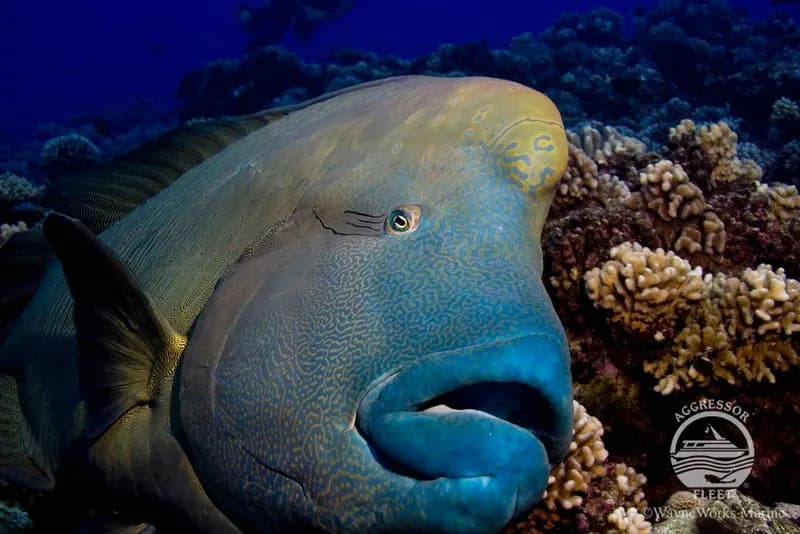 A Napoleon Wrasse rests his head