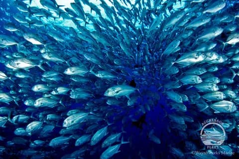 A school of jacks on their way