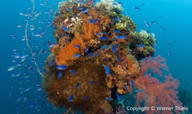 Corals adorn a shipwreck in Truk Lagoon.