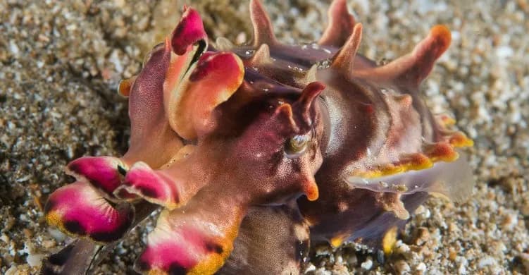 scuba diving in malaysia