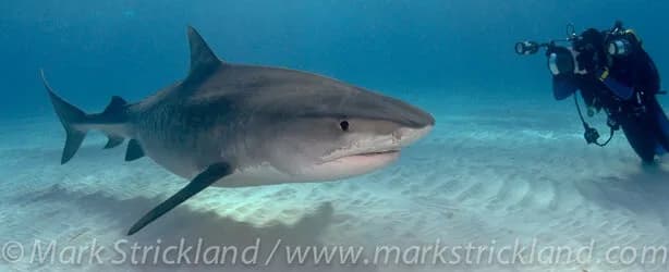 scuba diving bahamas