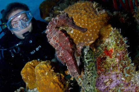 Bonaire scuba diving