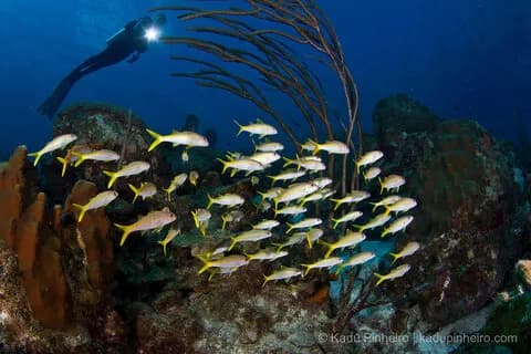 Diving in Bonaire