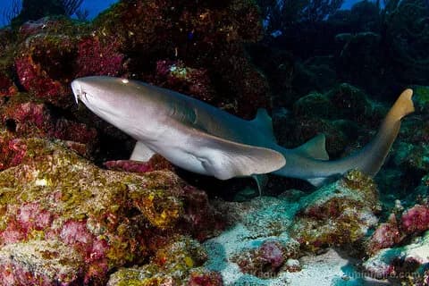 best dive sites in Bonaire