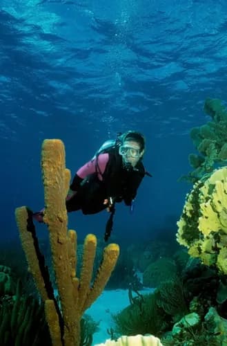 Scuba diving in Bonaire