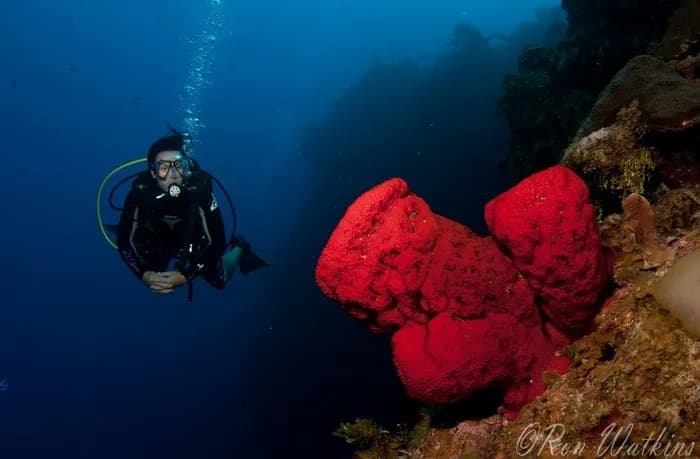 A diver looks at colorful coral in the Cayman Islands