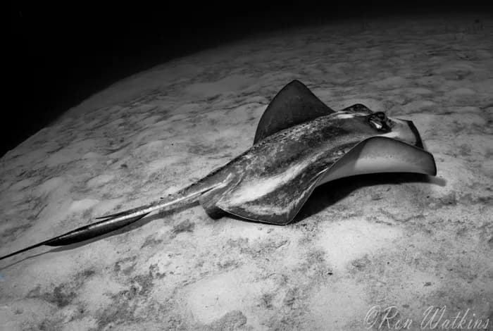 A stingray rests on a sandy bottom in the Cayman Islands