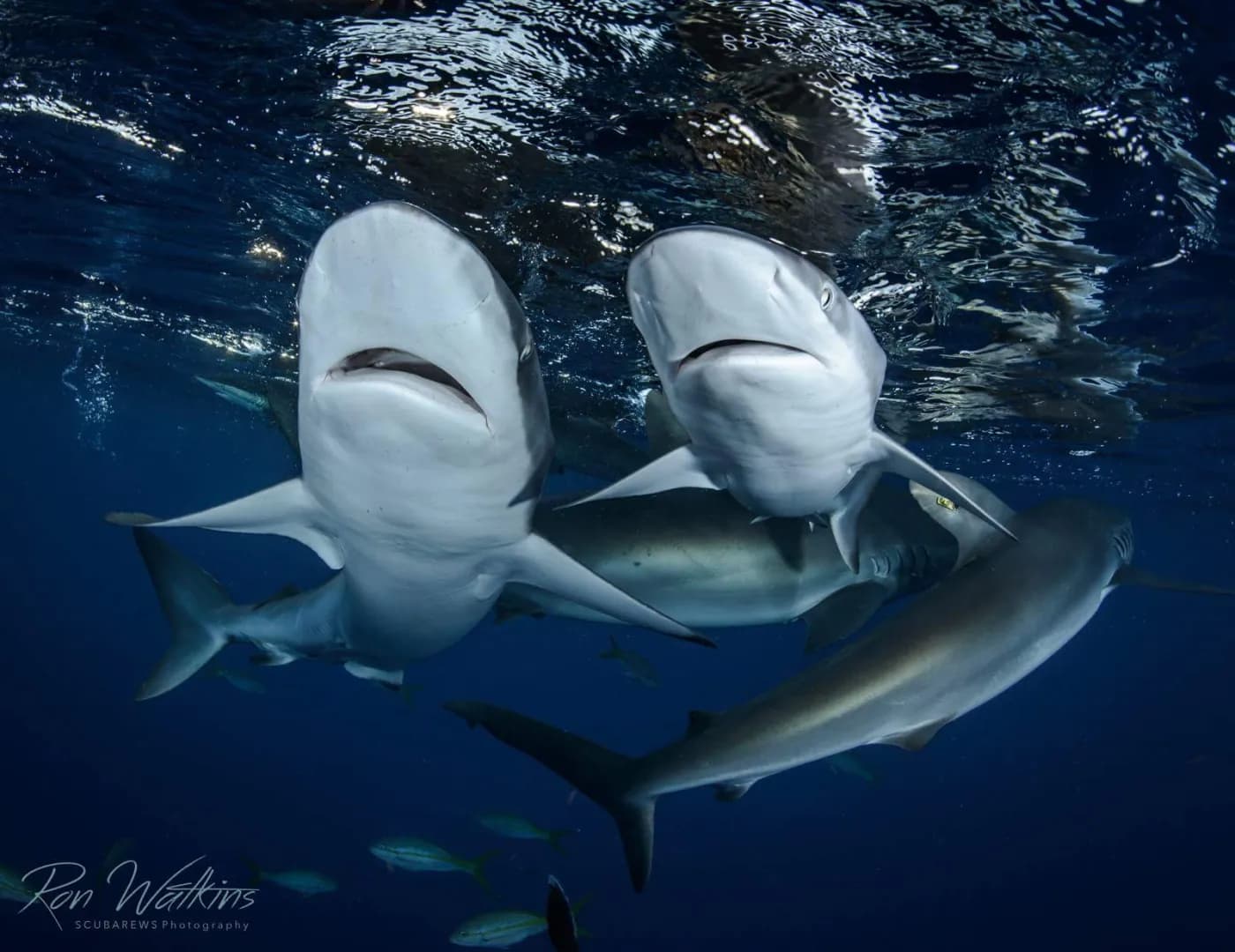 Sharks swim near the surface in Cuba