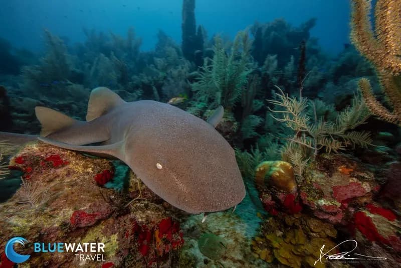 A nurse shark on a healthy coral reef in Honduras.