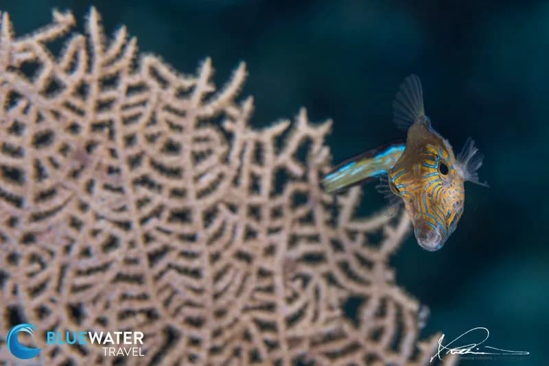 A fish swims next to a sea fan.