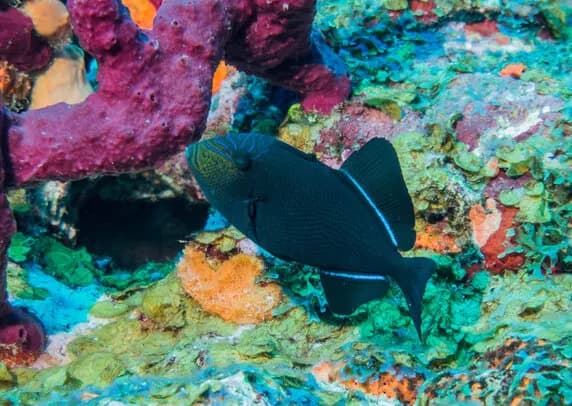 saba, St Eustatius & st kitts diving