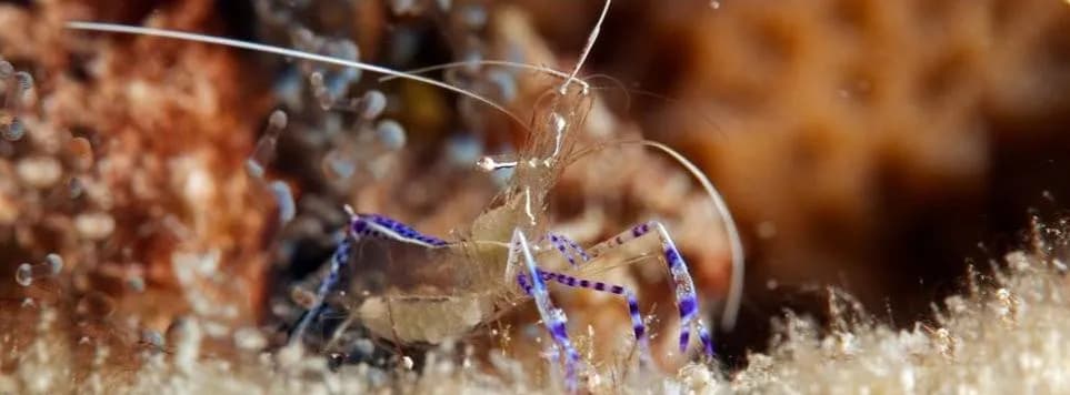 Turks and Caicos scuba diving